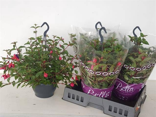 <h4>FUCHSIA DOLLARPRINZE</h4>