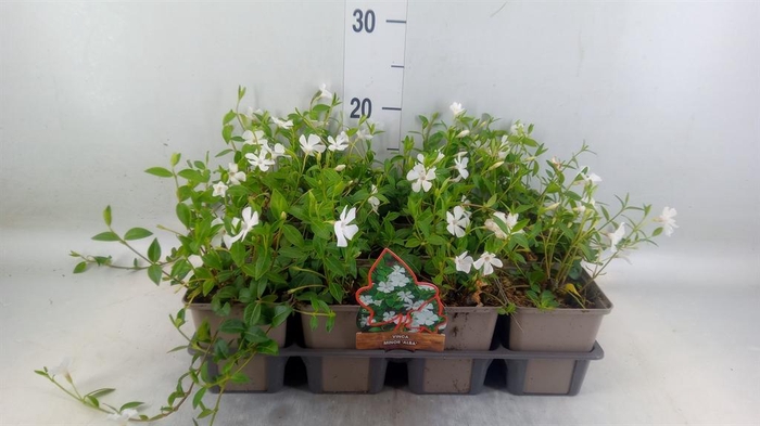 <h4>Vinca minor 'Alba'</h4>