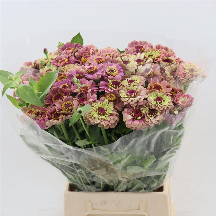 <h4>Zinnia Elegans Queen Red Lime</h4>