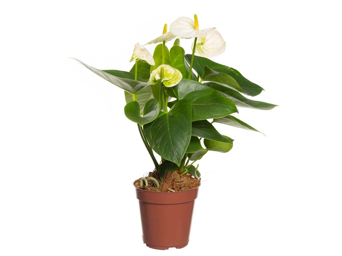<h4>ANTH SIERRA WHITE P12</h4>