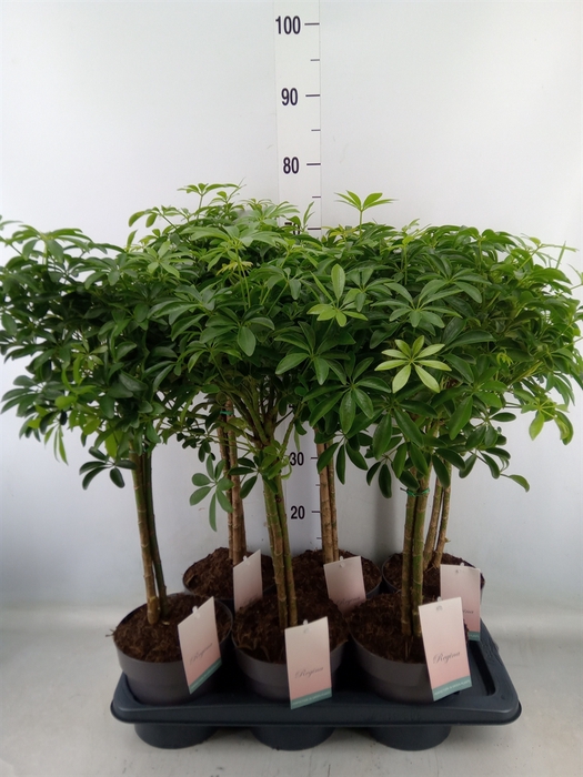 <h4>Schefflera arbor. 'Luseana'</h4>