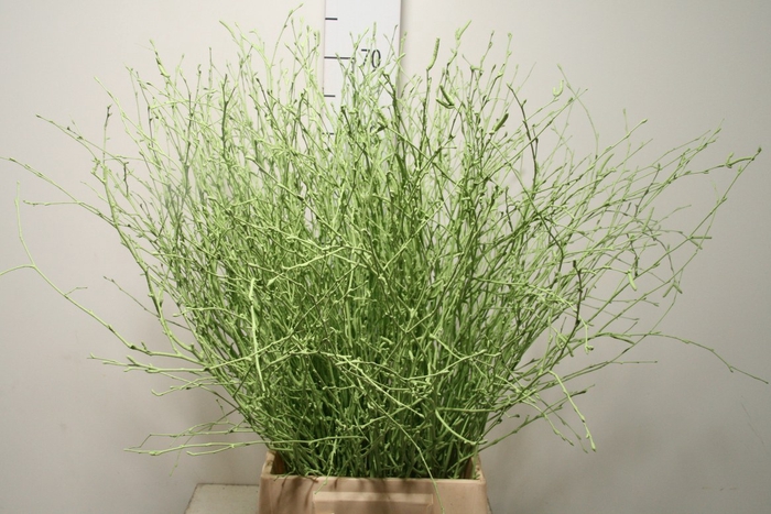 <h4>Berk 70cm Mintgroen Bs</h4>