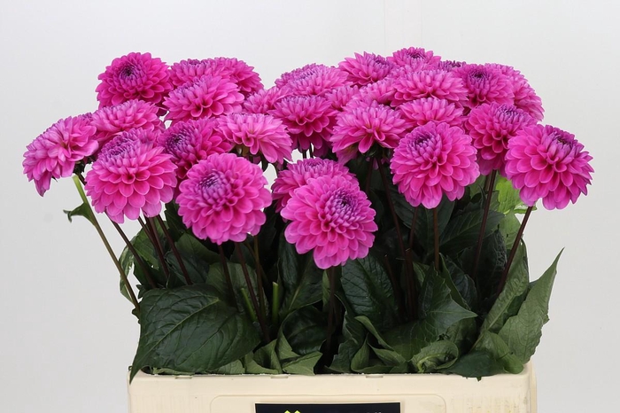 <h4>Dahlia Happy Hour</h4>