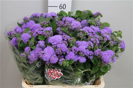 <h4>Ageratum Blue Planet</h4>