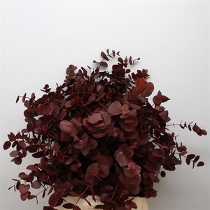 Euca Klb Cinerea Bordeaux 300gr