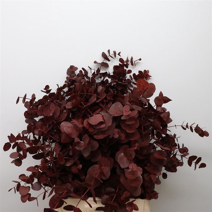<h4>Euca Klb Cinerea Bordeaux 300gr</h4>