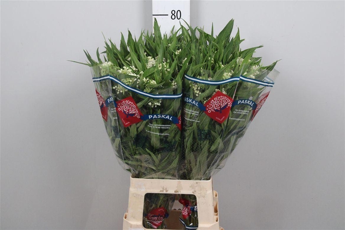 <h4>Ascl Inc Ice Ballet</h4>