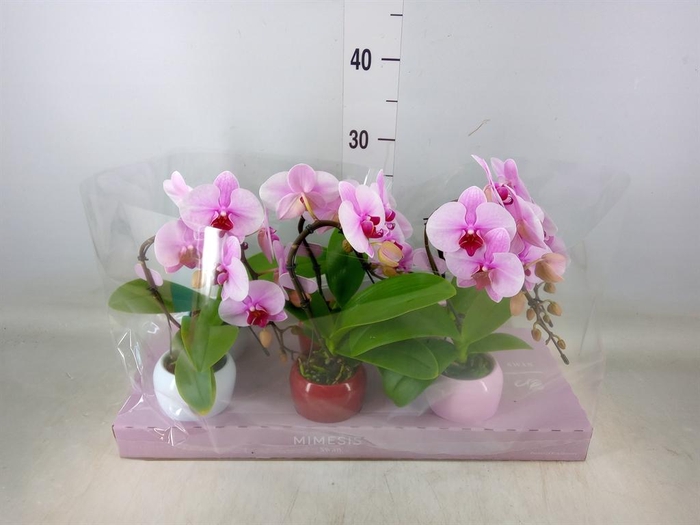 <h4>Phalaenopsis   ...</h4>