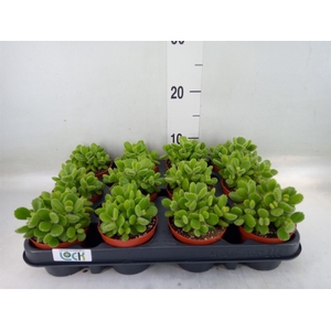 Cotyledon tome. ladys.