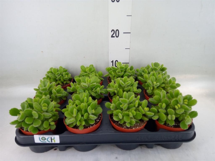 <h4>Cotyledon tome. ladys.</h4>