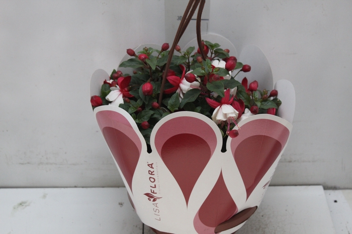 <h4>BRINCO DE PRINCESA C21</h4>