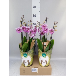 Phalaenopsis   ...lilac