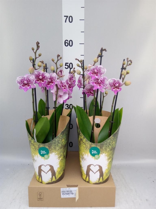 <h4>Phalaenopsis   ...lilac</h4>