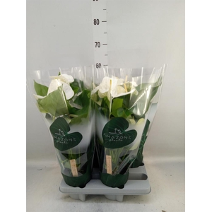 Anthurium andr. 'Samora'