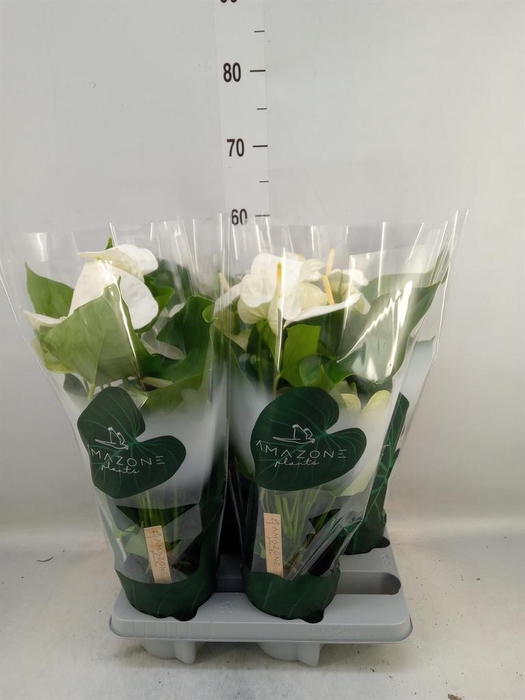 <h4>Anthurium andr. 'Samora'</h4>