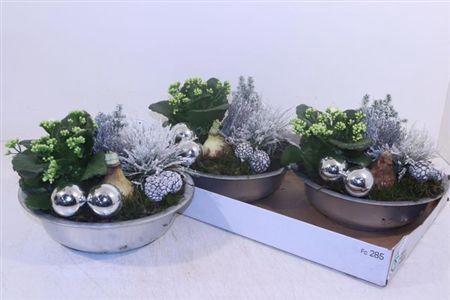 <h4>Arr Hippeastrum</h4>