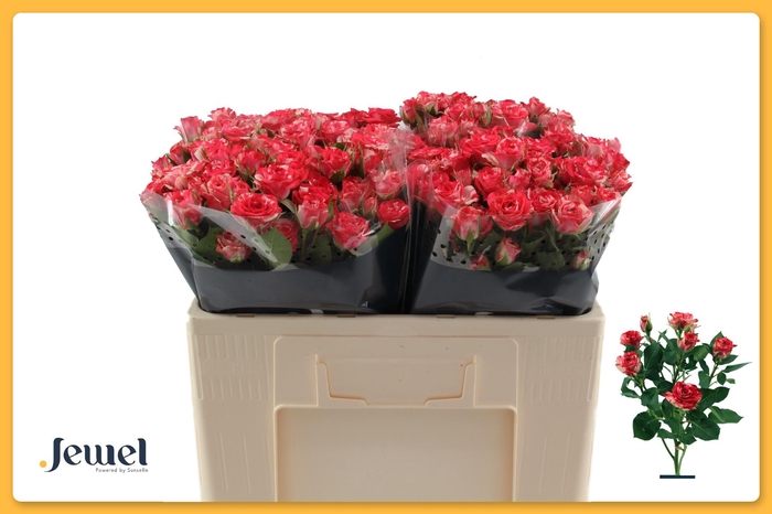 <h4>R Tr Fireworks</h4>