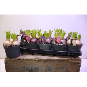 arr8 Hyacin Pear Gem 3 Kl