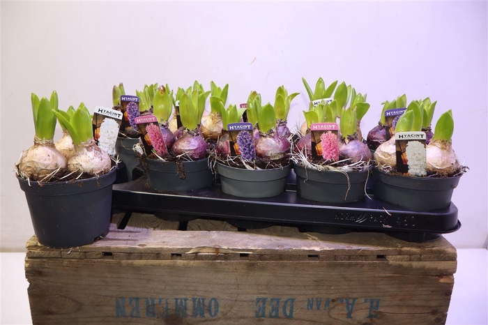 <h4>arr8 Hyacin Pear Gem 3 Kl</h4>