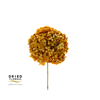 Dried Bleached Hydrangea Anna Yellow