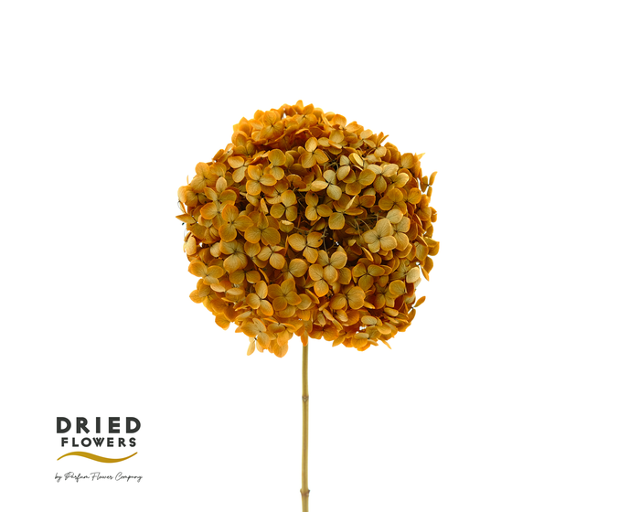 Dried Bleached Hydrangea Anna Yellow