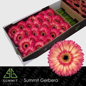 Gerbera Hippie chic Doos