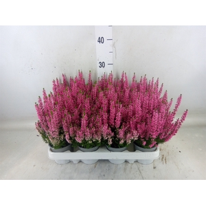 Calluna vulg. 'Beauty L Michelle'