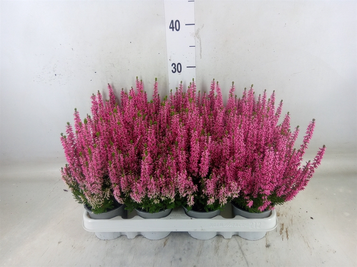 <h4>Calluna vulg. 'Beauty L Michelle'</h4>