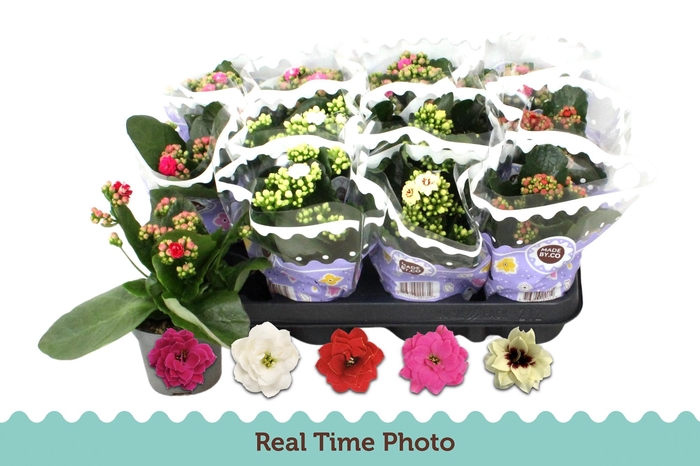 <h4>KAL GE GEM 5 KL</h4>