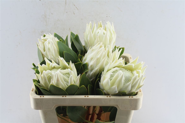 <h4>Protea Cy Full Moon</h4>