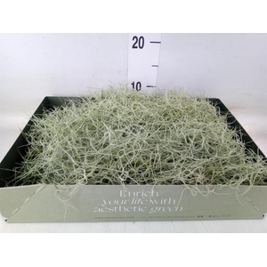 Tillandsia usneoides