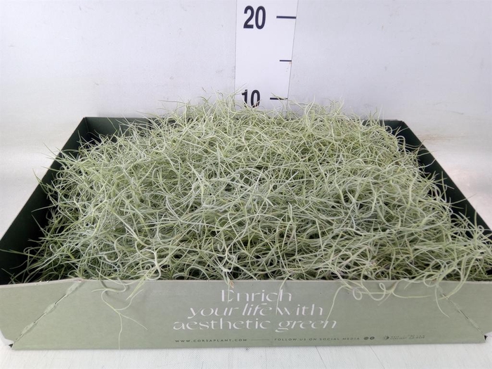 <h4>Tillandsia usneoides</h4>