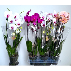 PHAL EL CASCADE