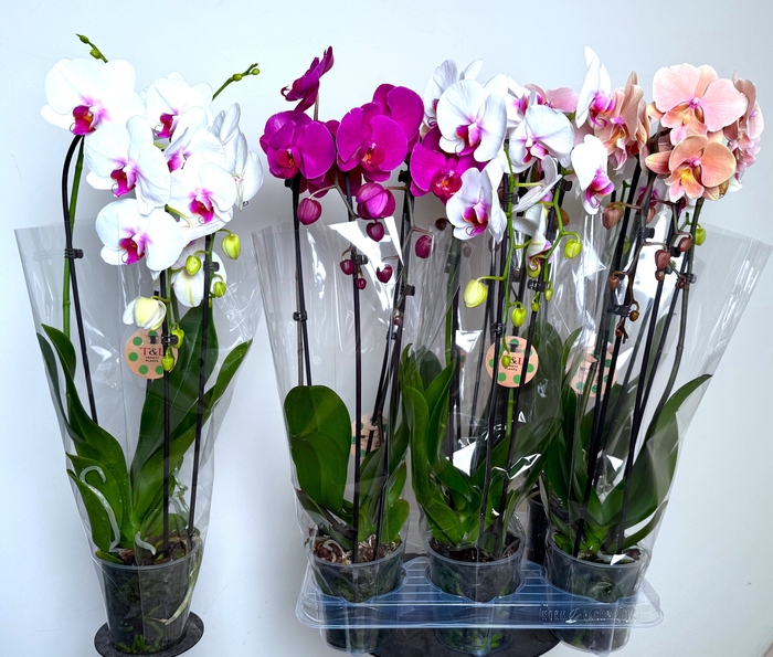 <h4>PHAL EL CASCADE</h4>