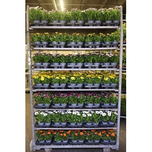 Osteo Mixk 1 Kleur Per Tray