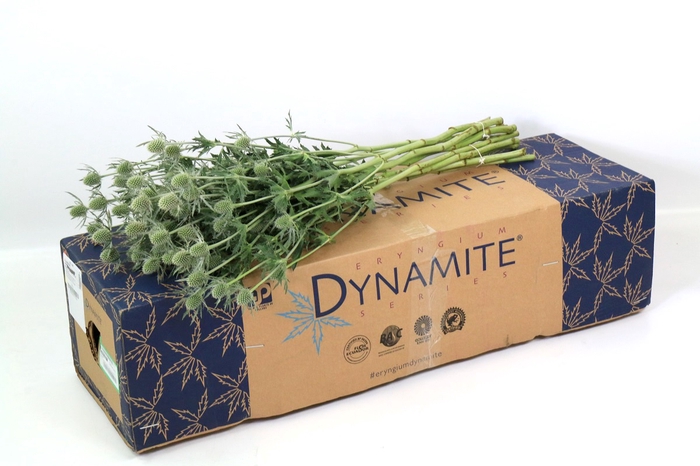 Eryngium Silver Dynamite