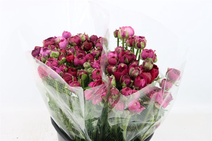 <h4>Ran Amandine Violet</h4>