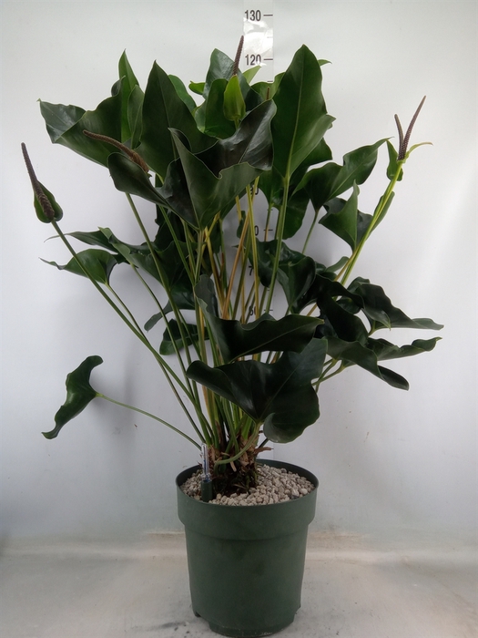 <h4>Anthurium  'Arrow'</h4>