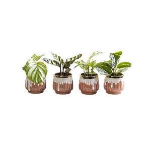 CALATHEA HYBRIDA p6 L 65817
