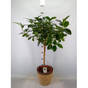 Ficus rubiginosa 'Australis'