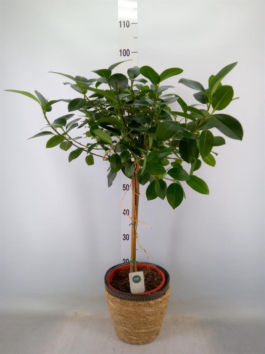 <h4>Ficus rubiginosa 'Australis'</h4>