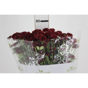 CRIS CALIMERO STONE RED 080 CM