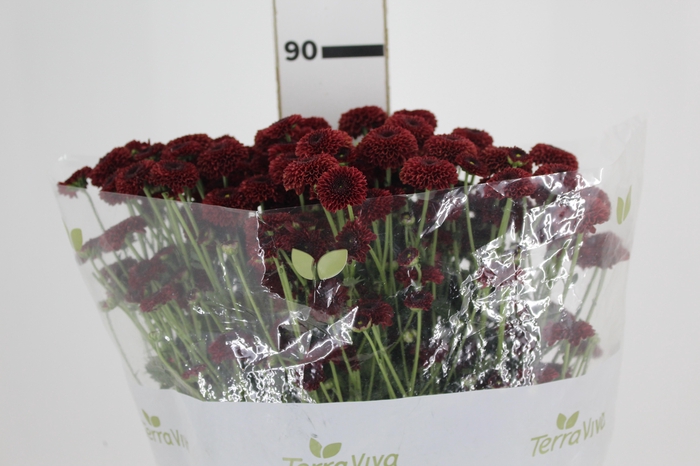 <h4>CRIS CALIMERO STONE RED 080 CM</h4>