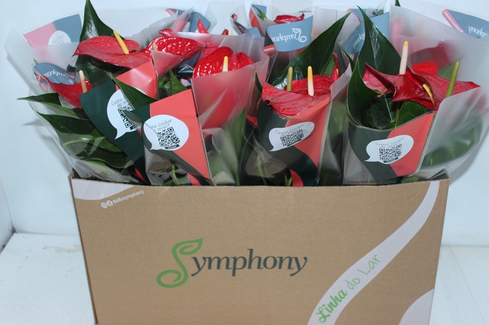 <h4>ANTHURIUM QUERIDA P15 PREMIUM</h4>