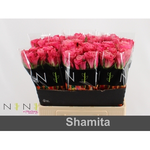 Rosa large shamita