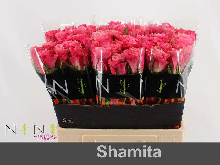 <h4>Rosa large shamita</h4>
