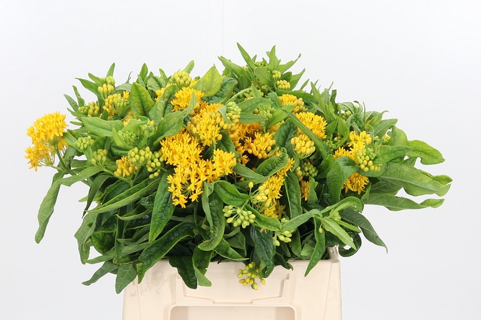 <h4>Asclepias Hello Yellow</h4>