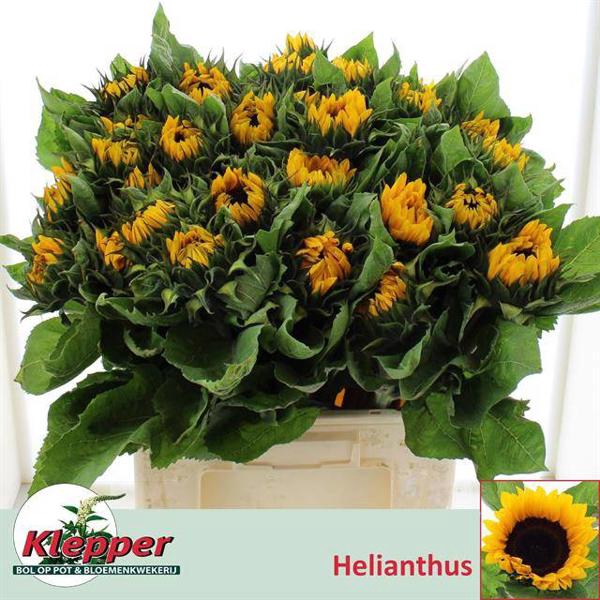 <h4>Heli Vincents Tangy Klepper</h4>