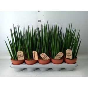 Sansevieria bacularis