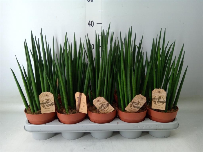 <h4>Sansevieria bacularis</h4>